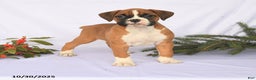 Boxer dogs for sale: Trevor - Ad 4
