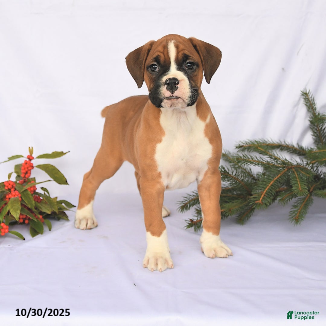 Boxer dogs for sale: Trevor - Ad 4