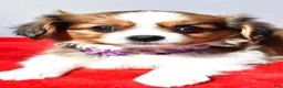 Mixed Breed dogs for sale: Sierra - Ad 4