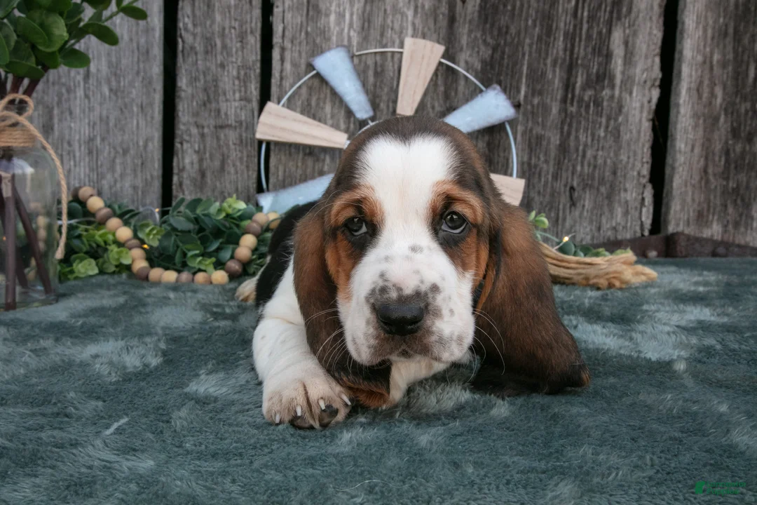 Basset Hound dogs for sale: Gretchen - Ad 3