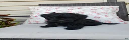 Yorkiepoo dogs for sale: Yorkiepoo 3 - Ad 6