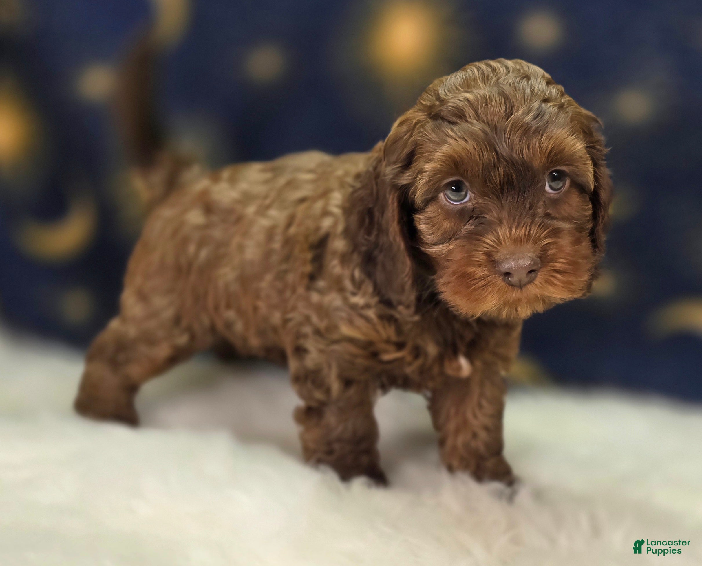 Cockapoo dogs Lyra - Ad 25