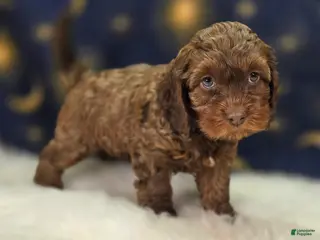 Cockapoo dogs Lyra - Ad 24