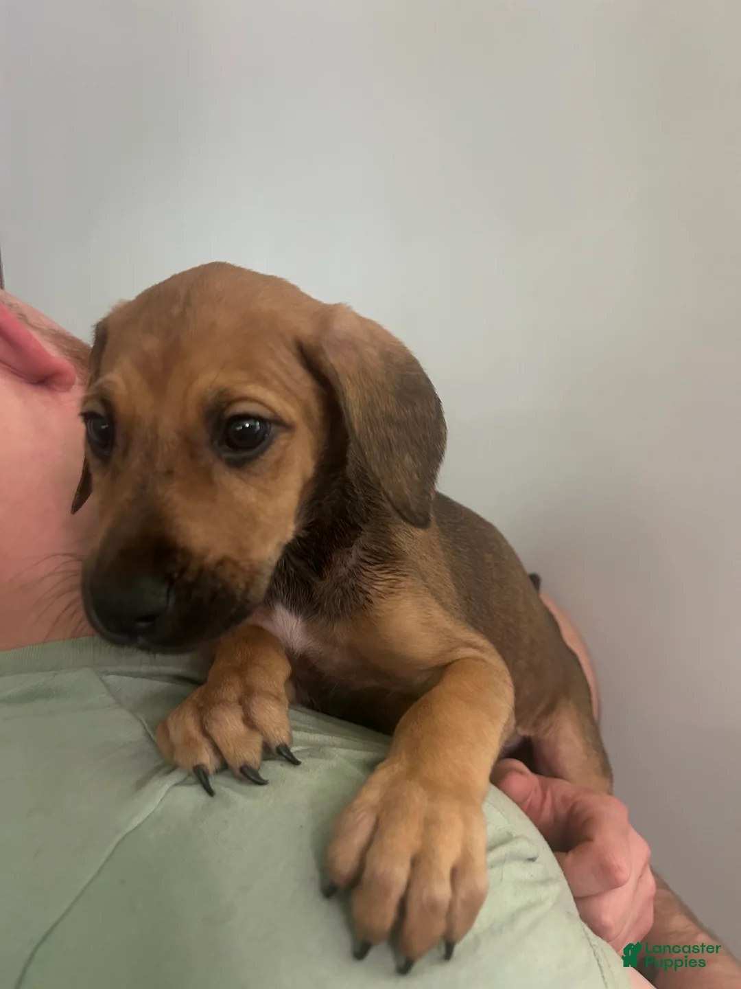 Mixed Breed dogs for sale: Puppy 8  - Ad 2
