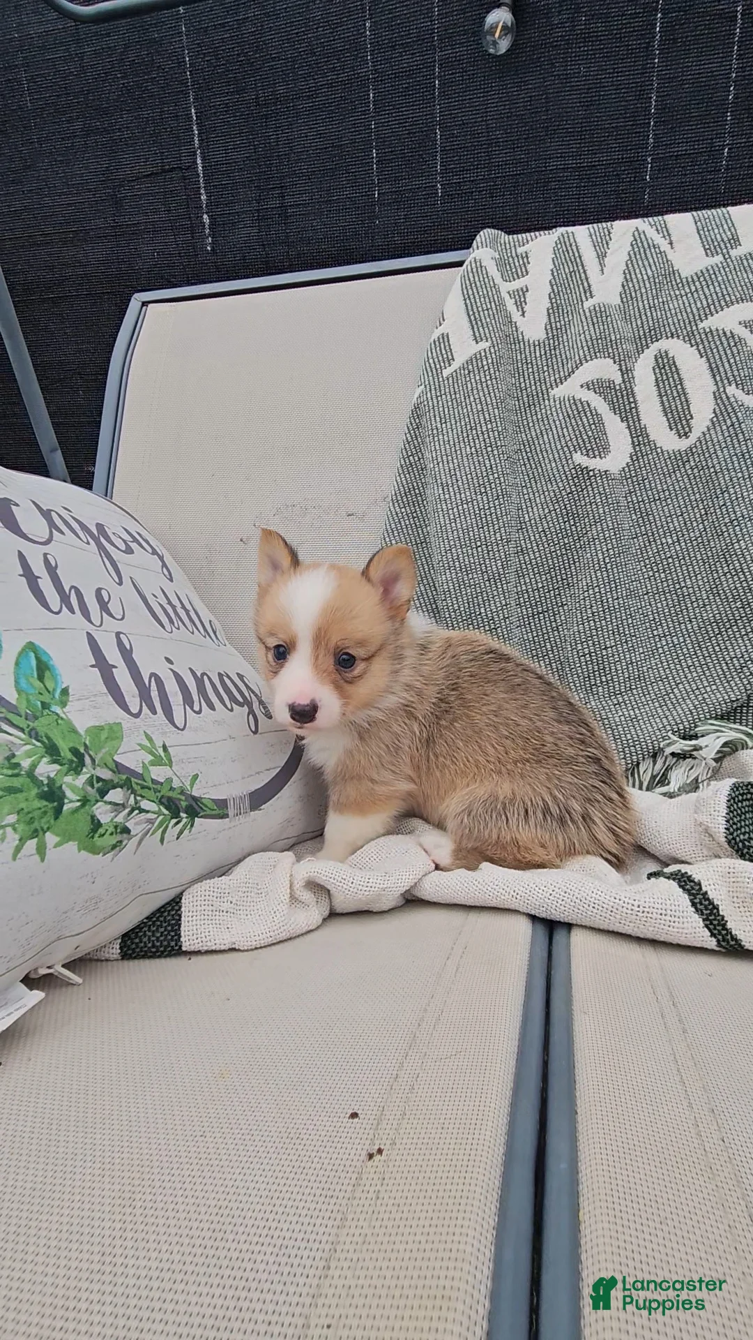 Mixed Breed dogs for sale: Rocko - Ad 1