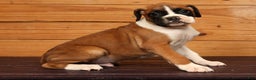Boxer dogs for sale: Stormy - Ad 3