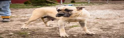 English Mastiff dogs for sale: Murphy - Ad 10