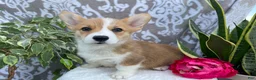 Welsh Corgi Pembroke dogs for sale: Skye - Ad 4