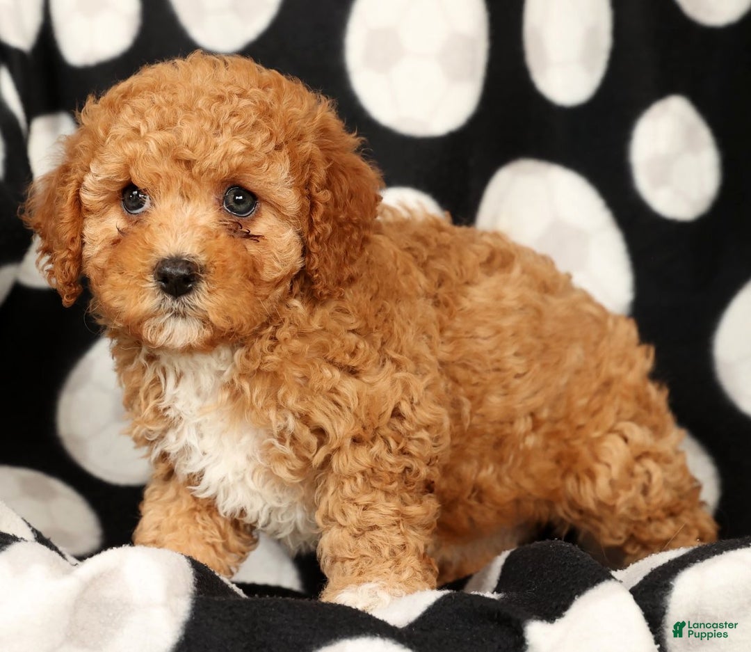 Cavapoo dogs for sale: Janie - Ad 7