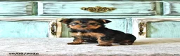 Yorkshire Terrier dogs for sale: Tilly - Ad 4