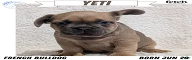 Yeti