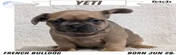 French Bulldog dogs for sale: Yeti - Ad 1