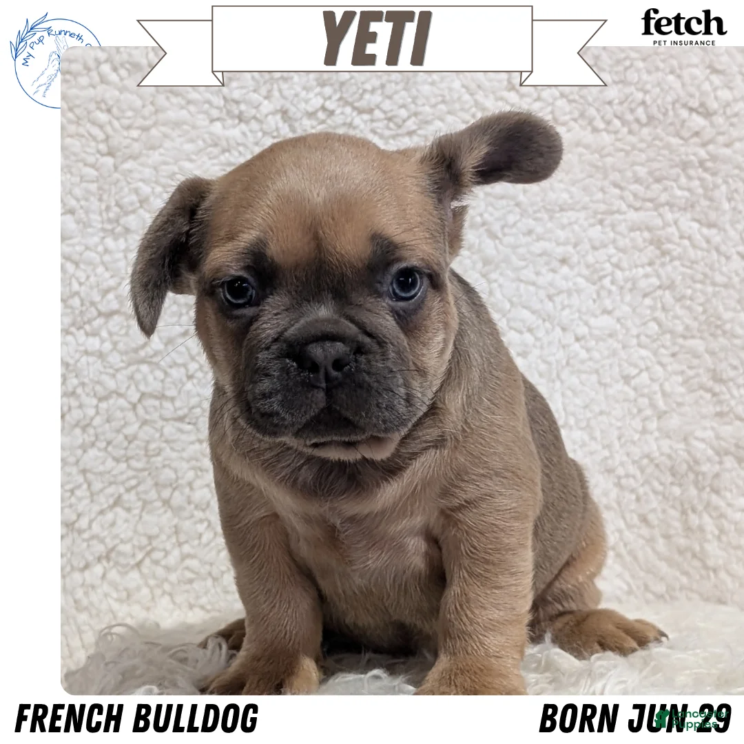 French Bulldog dogs for sale: Yeti - Ad 1