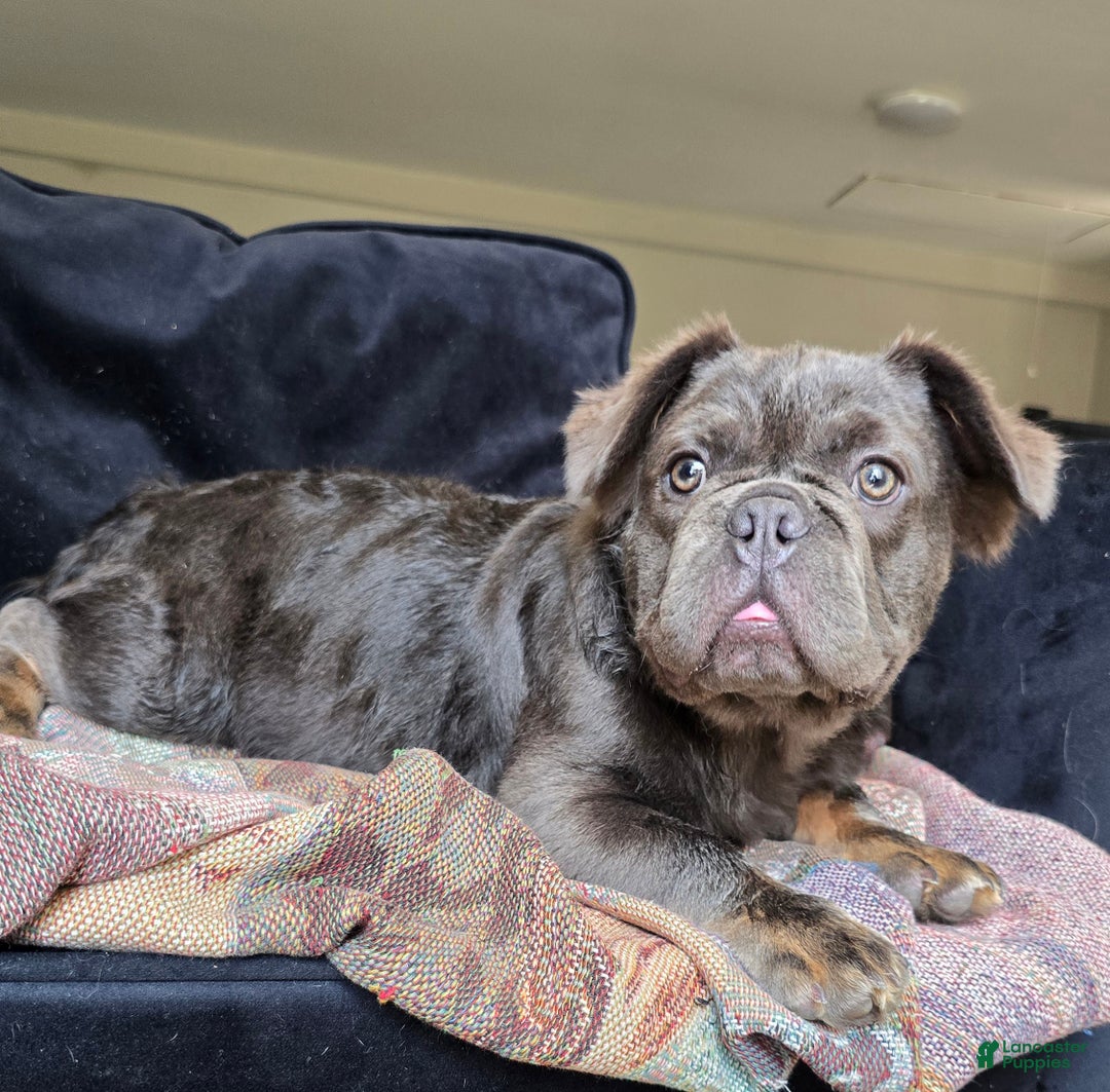 French Bulldog dogs for sale: Tyson - Ad 12