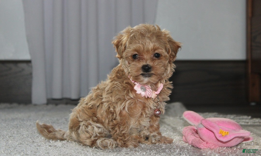 Maltipoo dogs for sale: Kaya - Ad 1