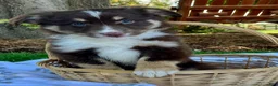 Miniature Australian Shepherd dogs for sale: Bear - Ad 3