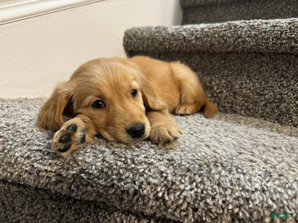 Golden Retriever dogs Duke - Ad 16
