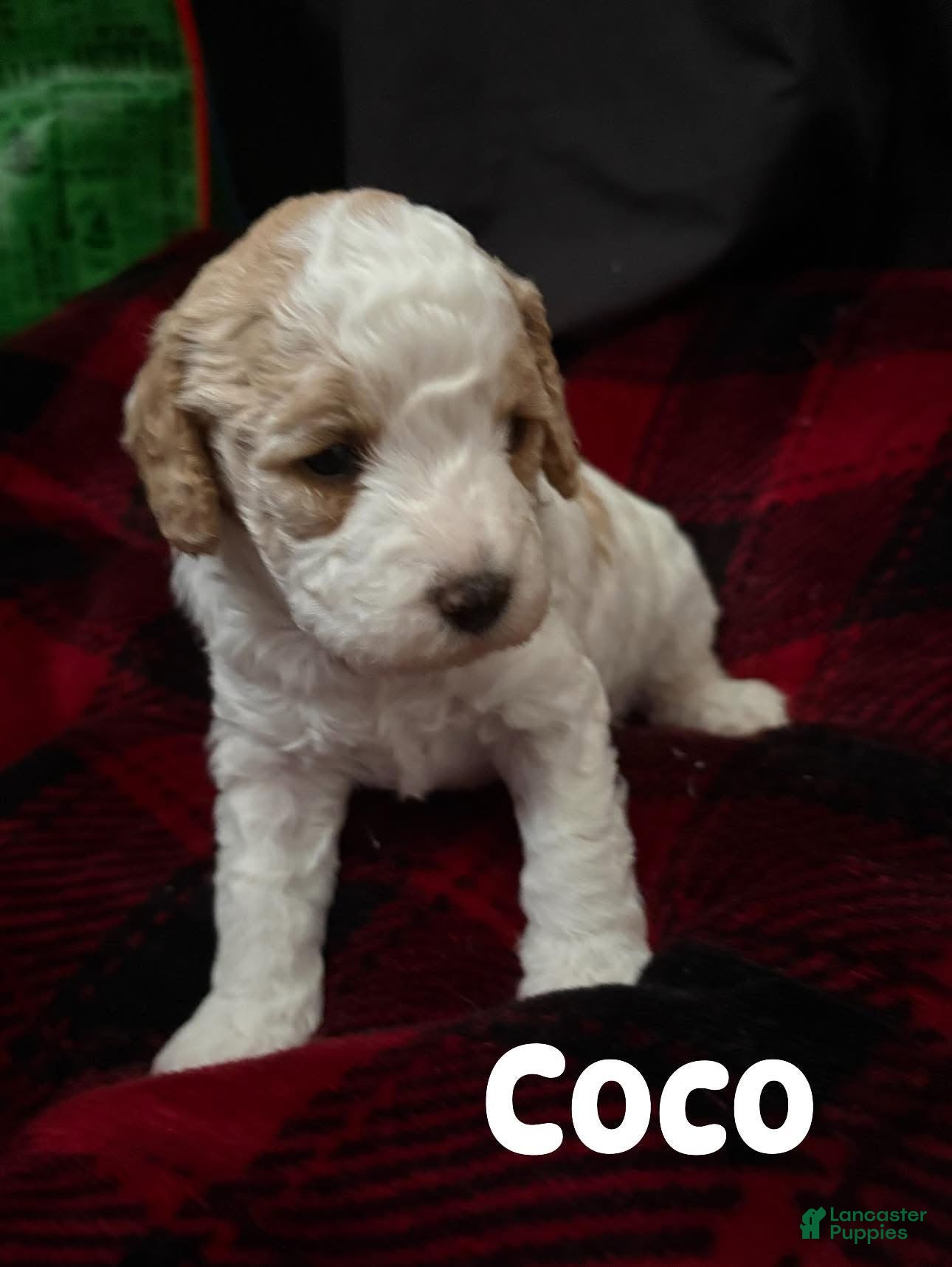 Cavapoo dogs Cavapoo Puppy 1 - Ad 18