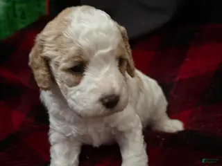 Cavapoo dogs Cavapoo Puppy 1 - Ad 18