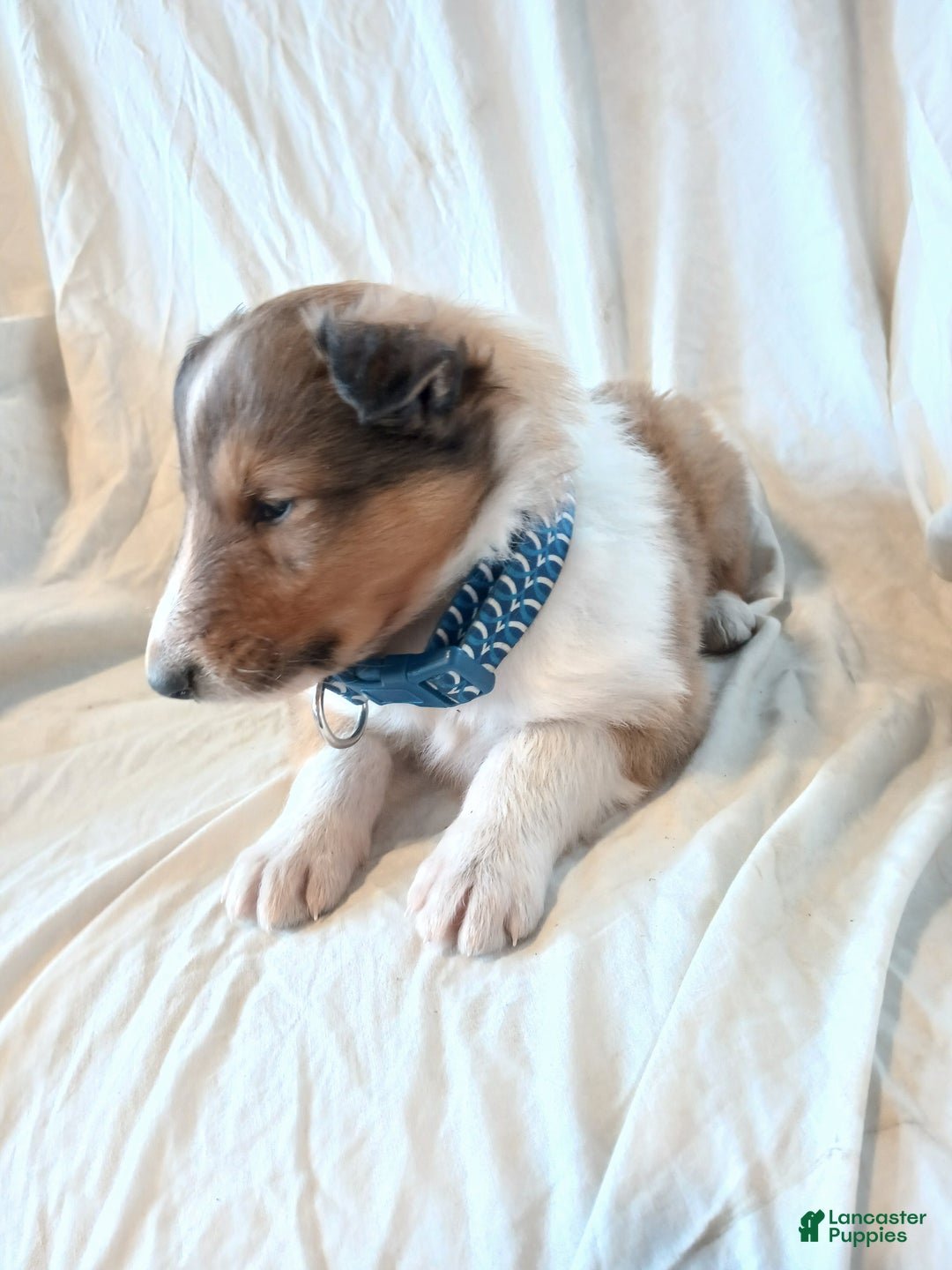 Collie dogs for sale: Brownie - Ad 2