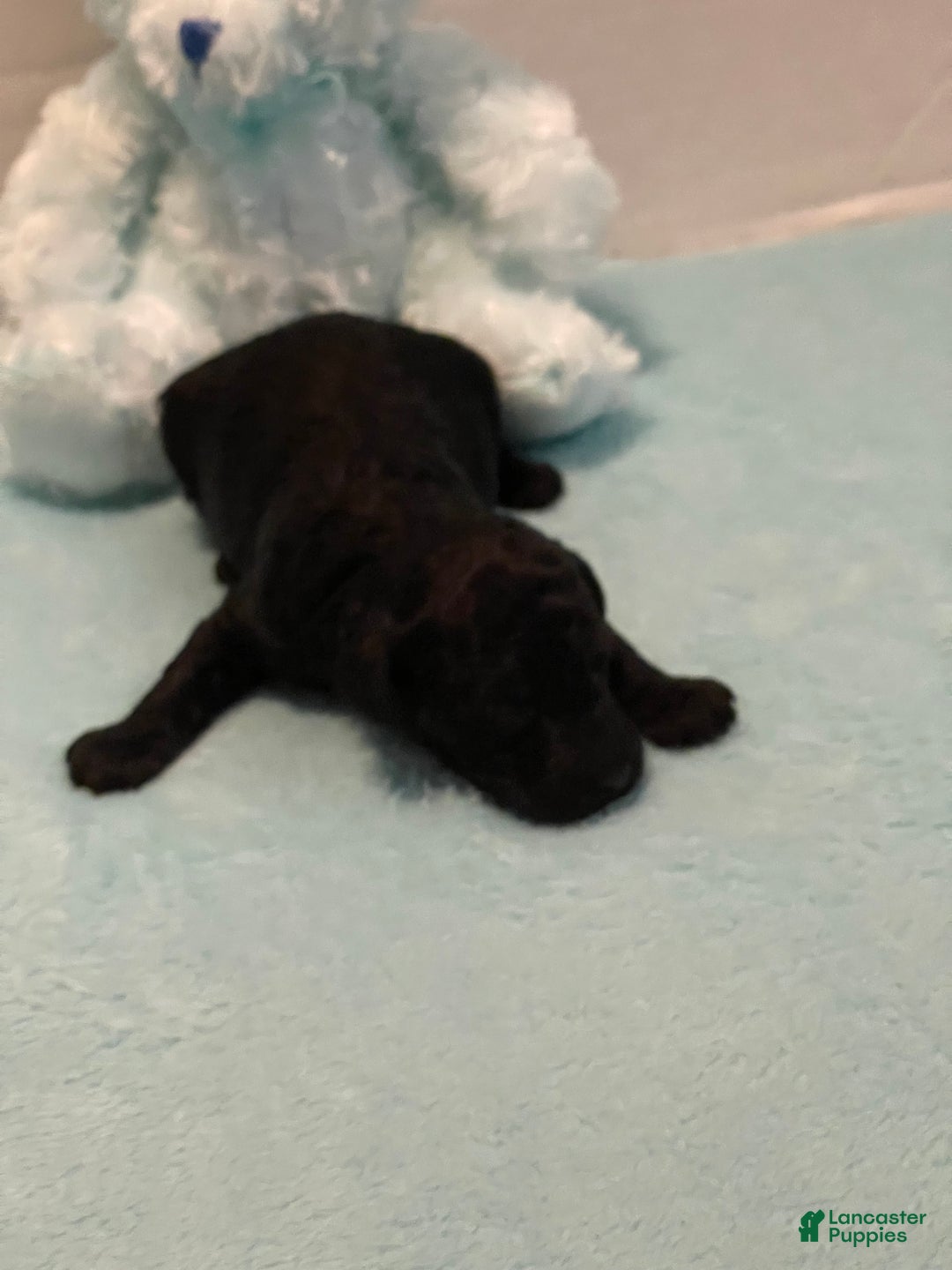 Toy Poodle dogs for sale: Toy Poodle Puppy 2 - Ad 1