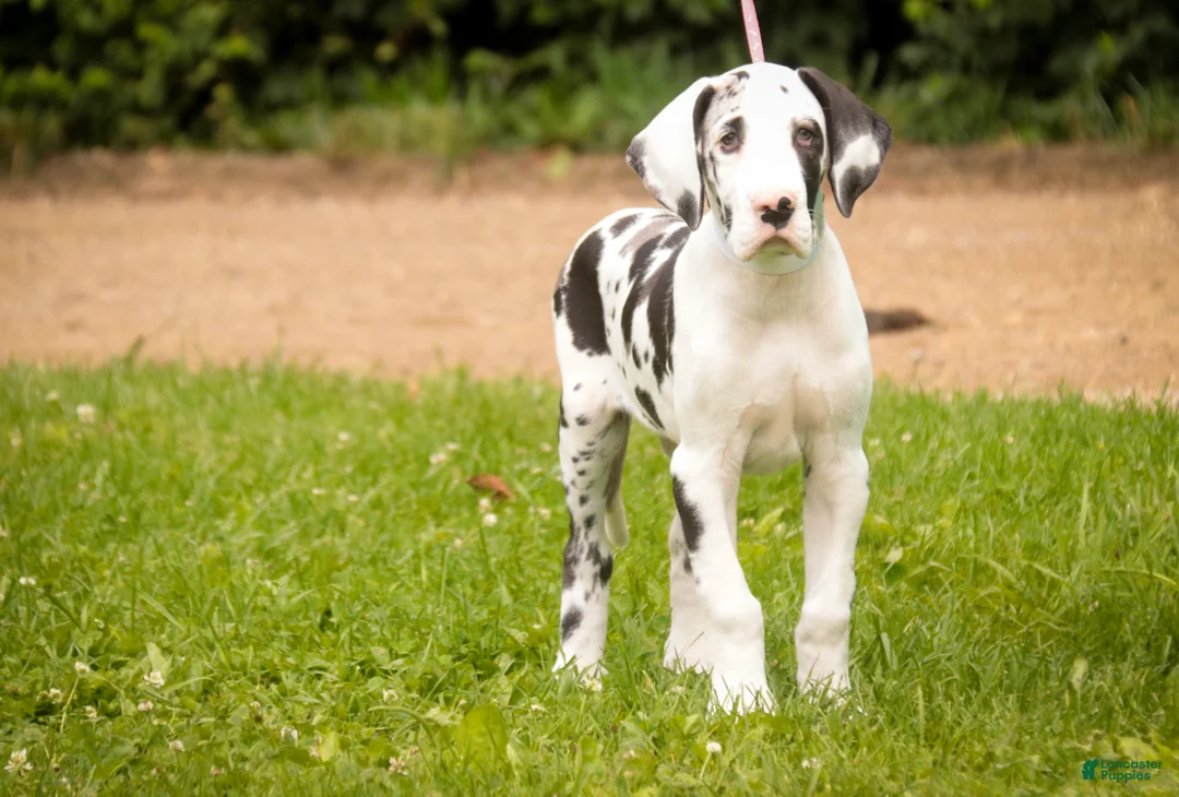 Great Dane dogs for sale: Joy - Ad 2