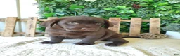 Labrador Retriever dogs for sale: Autumn - Ad 4