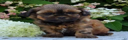 Shihpoo dogs for sale: Harley - Ad 3