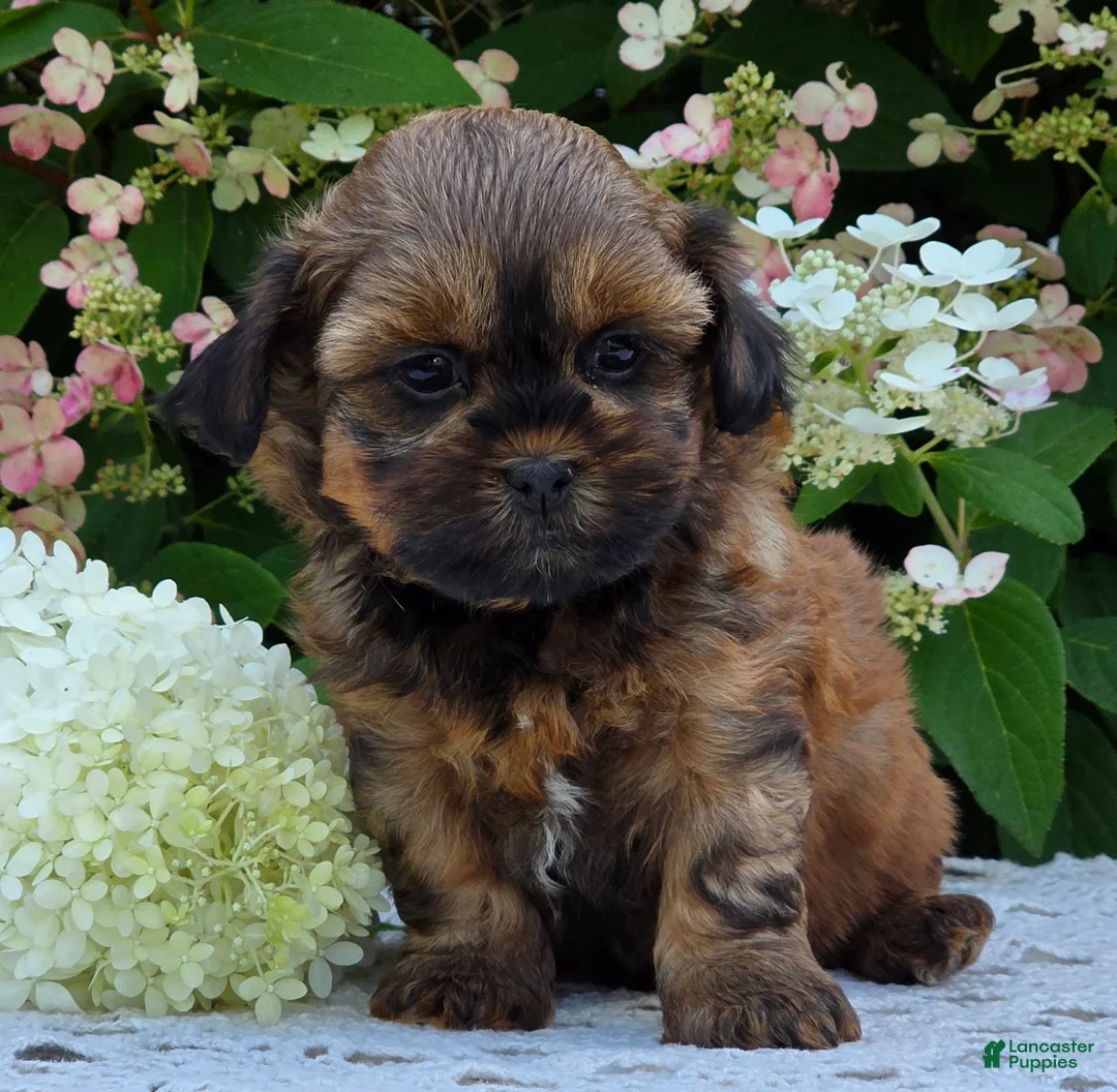 Shihpoo dogs for sale: Harley - Ad 3
