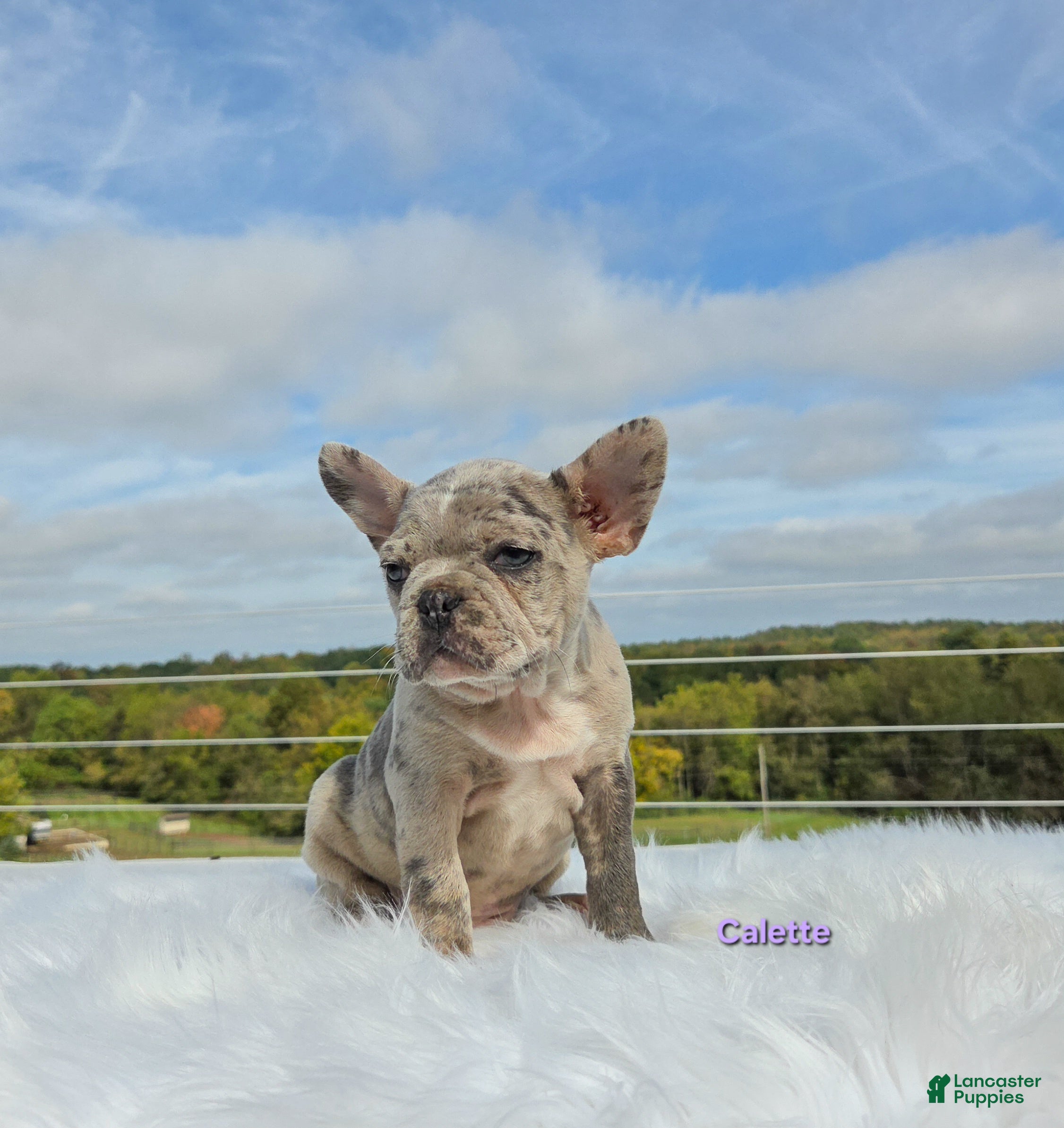 Frenchton dogs Calette  - Ad 1
