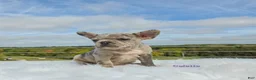 Frenchton dogs for sale: Calette  - Ad 1