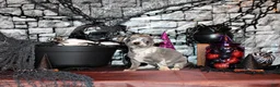 Chihuahua dogs for sale: Arlo - Ad 2