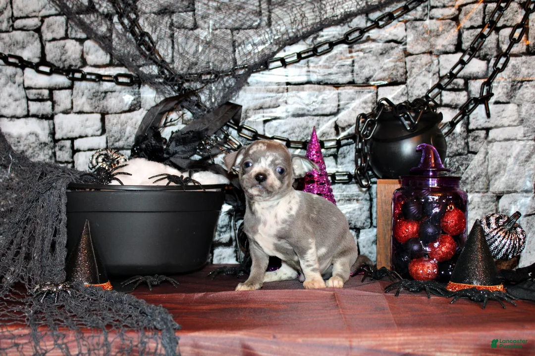 Chihuahua dogs for sale: Arlo - Ad 2