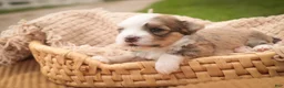 Havanese dogs for sale: Webster Havanese  - Ad 4