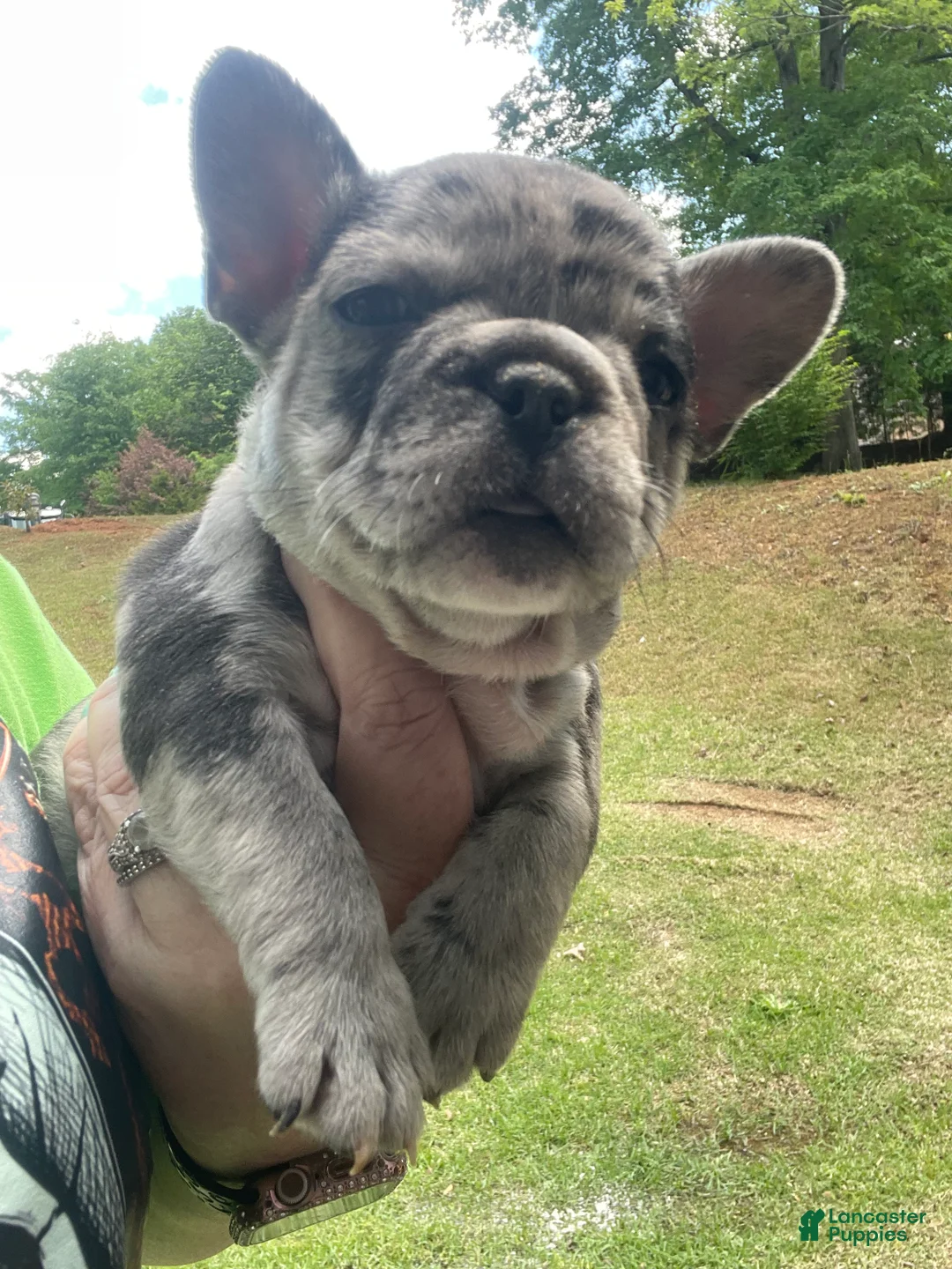 French Bulldog dogs for sale: French Bulldog Puppy 4 - Ad 2