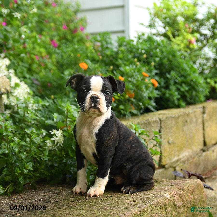 Boston Terrier dogs Tim - Ad 1
