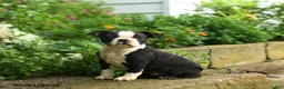 Boston Terrier dogs for sale: Tim - Ad 1