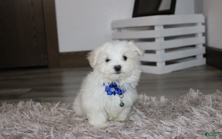 Maltese dogs Benny  - Ad 1