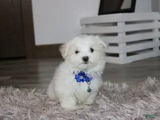 Maltese dogs for sale: Benny - Ad 3