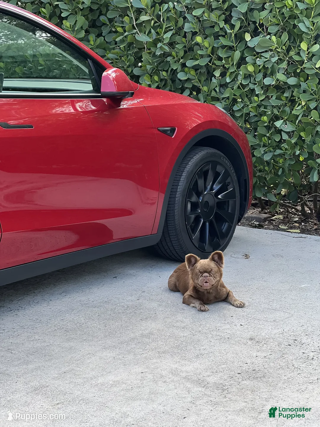 French Bulldog dogs for sale: HONEY - Ad 1