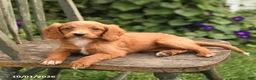 Mini Goldendoodle dogs for sale: Daffodil - Ad 2