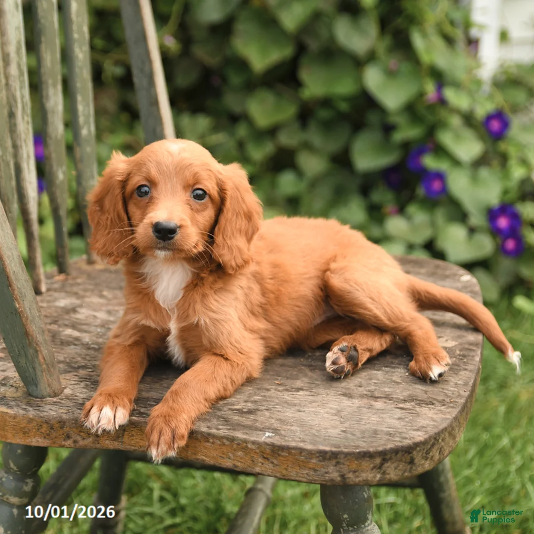 Mini Goldendoodle dogs for sale: Daffodil - Ad 2
