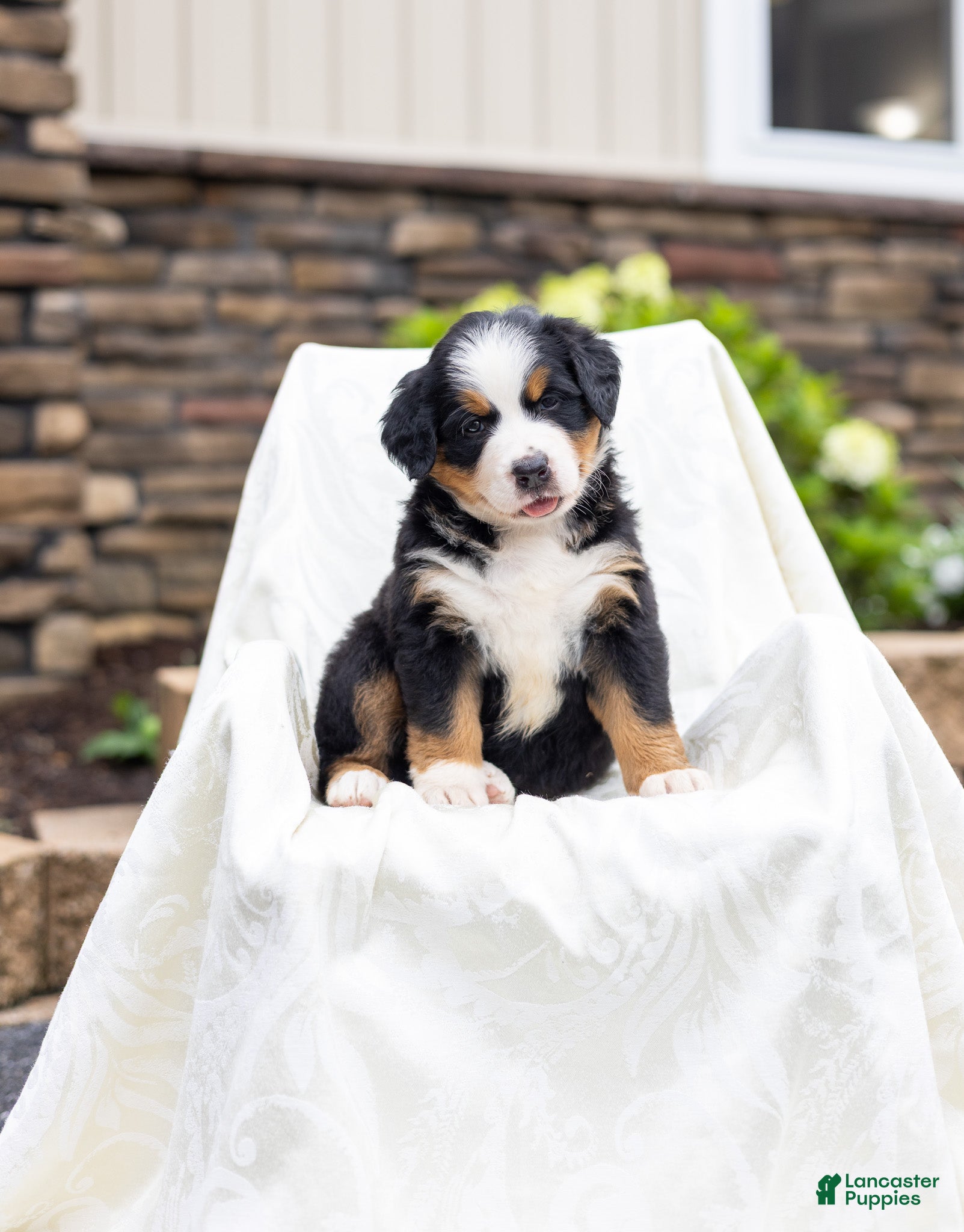 Bernese Mountain Dog dogs Rosie - Ad 2