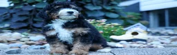 Mini Bernedoodle dogs for sale: Yandel 🦴 - Ad 14