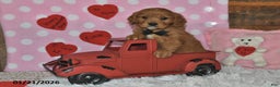 Miniature Golden Retriever dogs for sale: Poochy - Ad 1