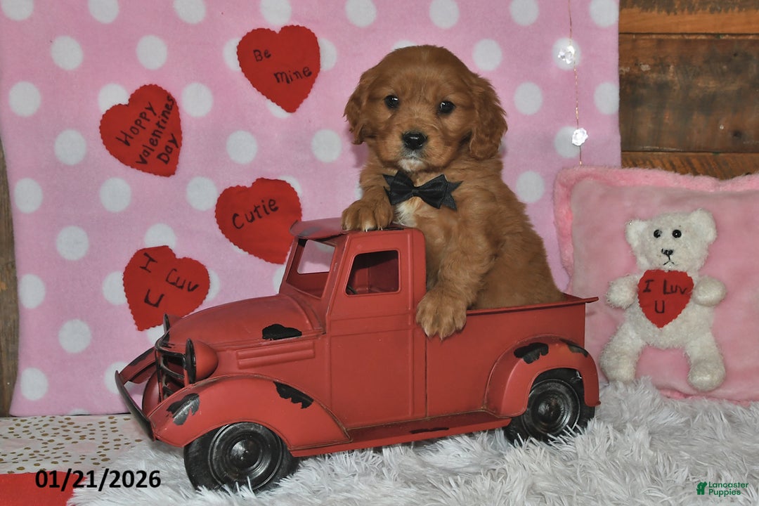 Miniature Golden Retriever dogs for sale: Poochy - Ad 1