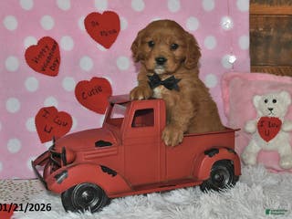 Miniature Golden Retriever dogs Poochy - Ad 9