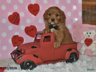 Miniature Golden Retriever dogs Poochy - Ad 2