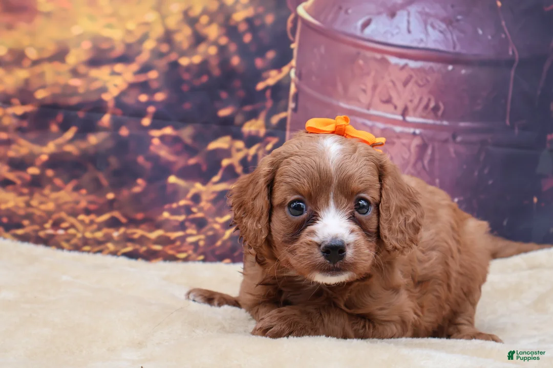 Mixed Breed dogs for sale: Annie - Ad 2