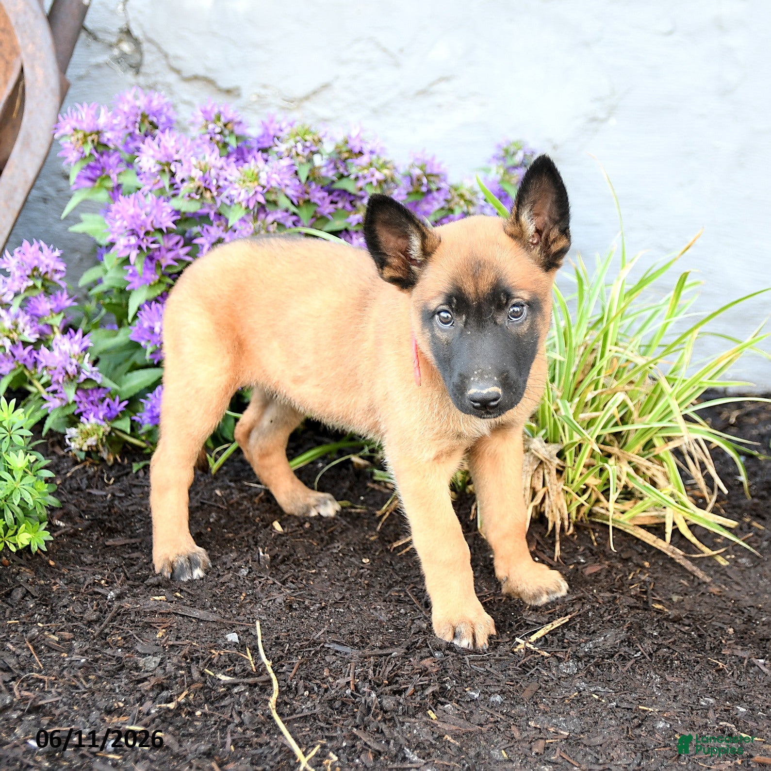 Belgian Malinois dogs Greta - Ad 1
